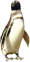 Pingouin6